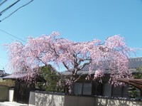 溝部さん家の桜SANY0065.jpg