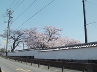 萩高テニスコートの桜SANY0080.jpg
